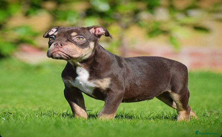 English Bulldog dogs - Advert 2