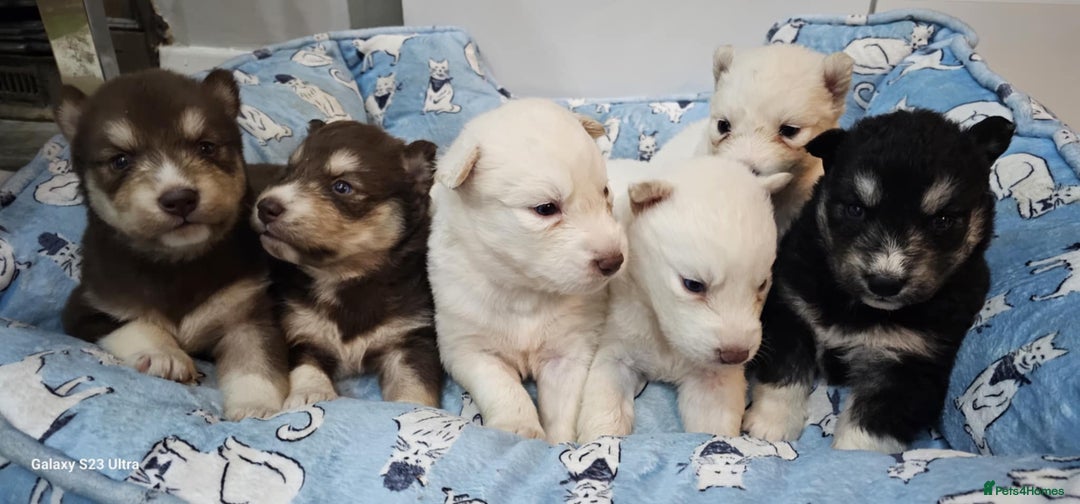 Siberian Husky dogs for sale: Wooly Siberian huskies - all Blue Eyes - Advert 13