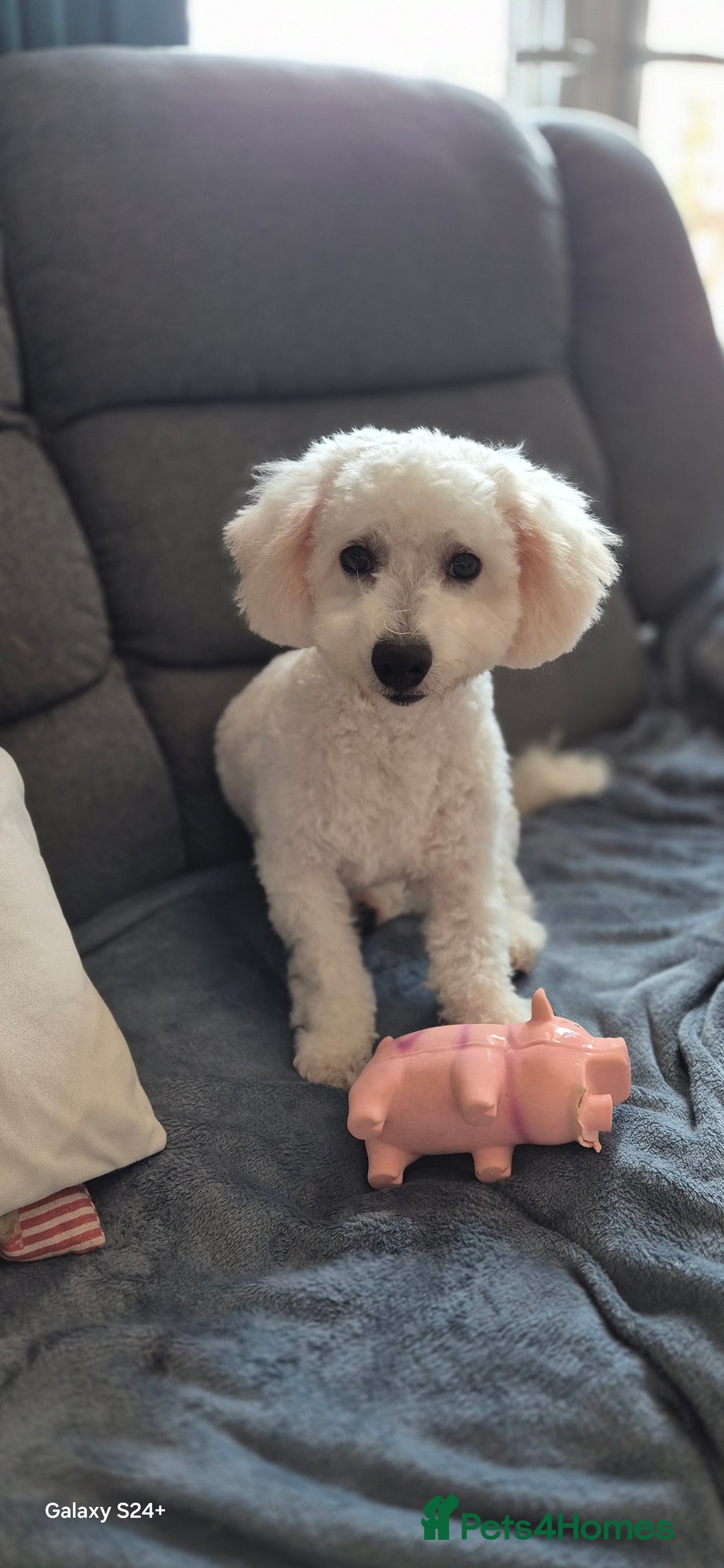 Bichon Frise dogs for sale: 11 months Bichon Frise, Male for sale  - Image 4