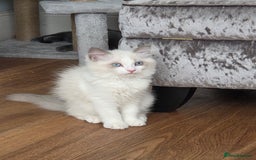 Ragdoll cats for sale: Lilac/cream ragdoll girl, 13 weeks 🤍 - Image 5