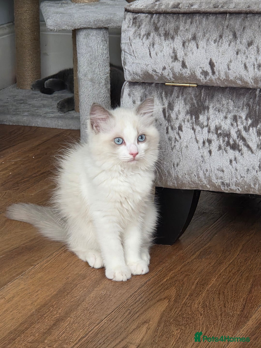 Ragdoll cats for sale: Lilac/cream ragdoll girl, 13 weeks 🤍 - Image 5