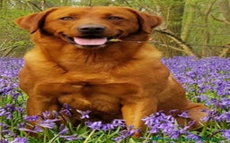 Labrador Retriever dogs for sale: Fox Red, Health Tested, KC Reg Lab Puppies - Advert 24