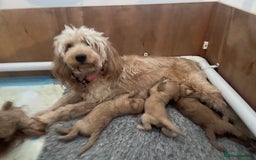 Mini Goldendoodle dogs for sale: Beautiful Mini Goldendoodle Puppies  - Image 2