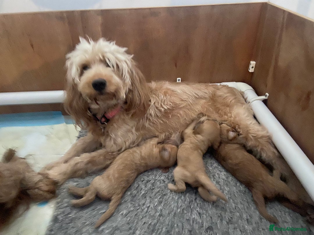 Mini Goldendoodle dogs for sale: Beautiful Mini Goldendoodle Puppies  - Image 2