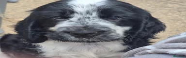 Blue roan boy AVAILABLE