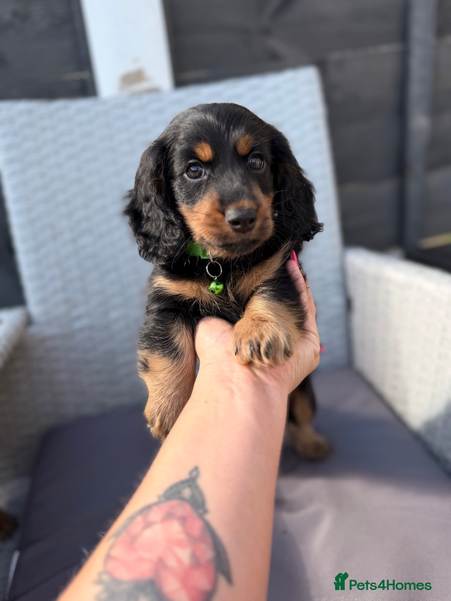 Dachshund dogs Ready now-2 Outstanding boy available💙🐶💚 - Advert 1