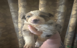 Border Collie dogs for sale: Merle border collies - Advert 10