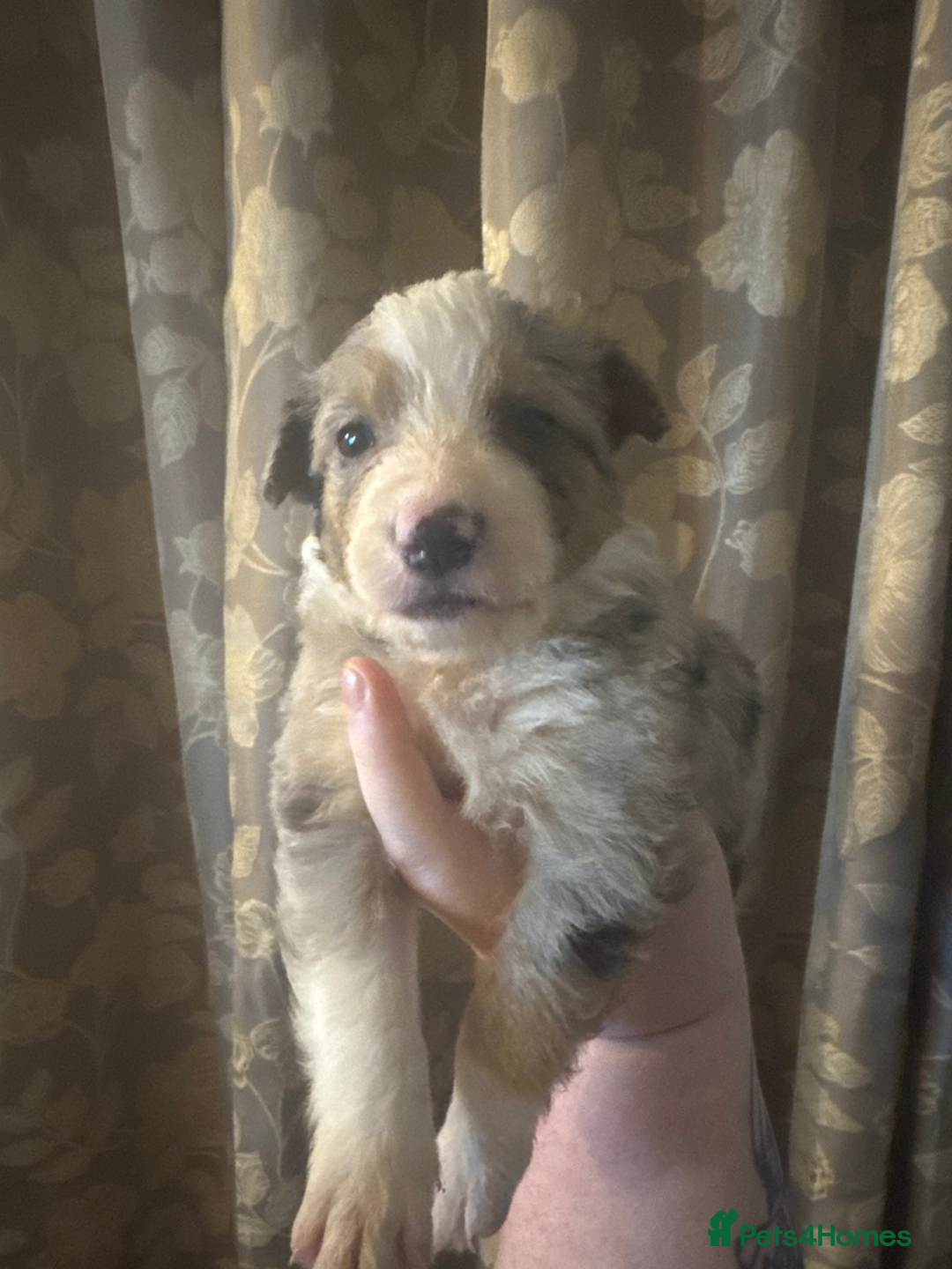 Border Collie dogs for sale: Merle border collies - Advert 10