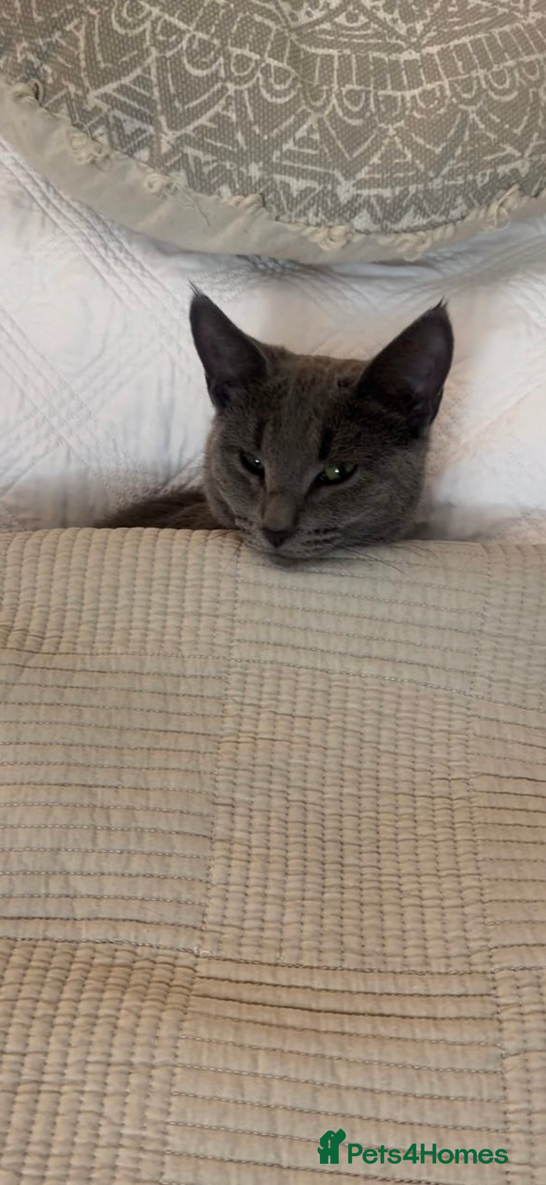 Mixed Breed cats for sale: British blue cross Russian blue  - Advert 6