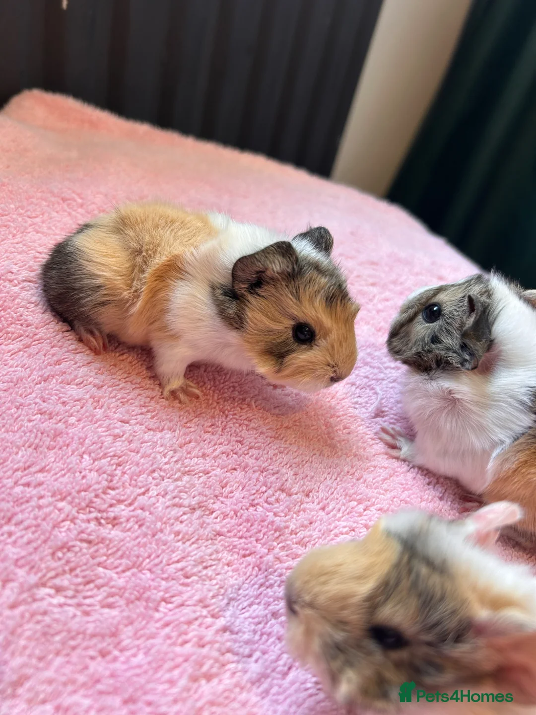 Guinea Pig rodents for sale: 2 pairs of sow Peruvians and a jet black boar peru - Advert 2