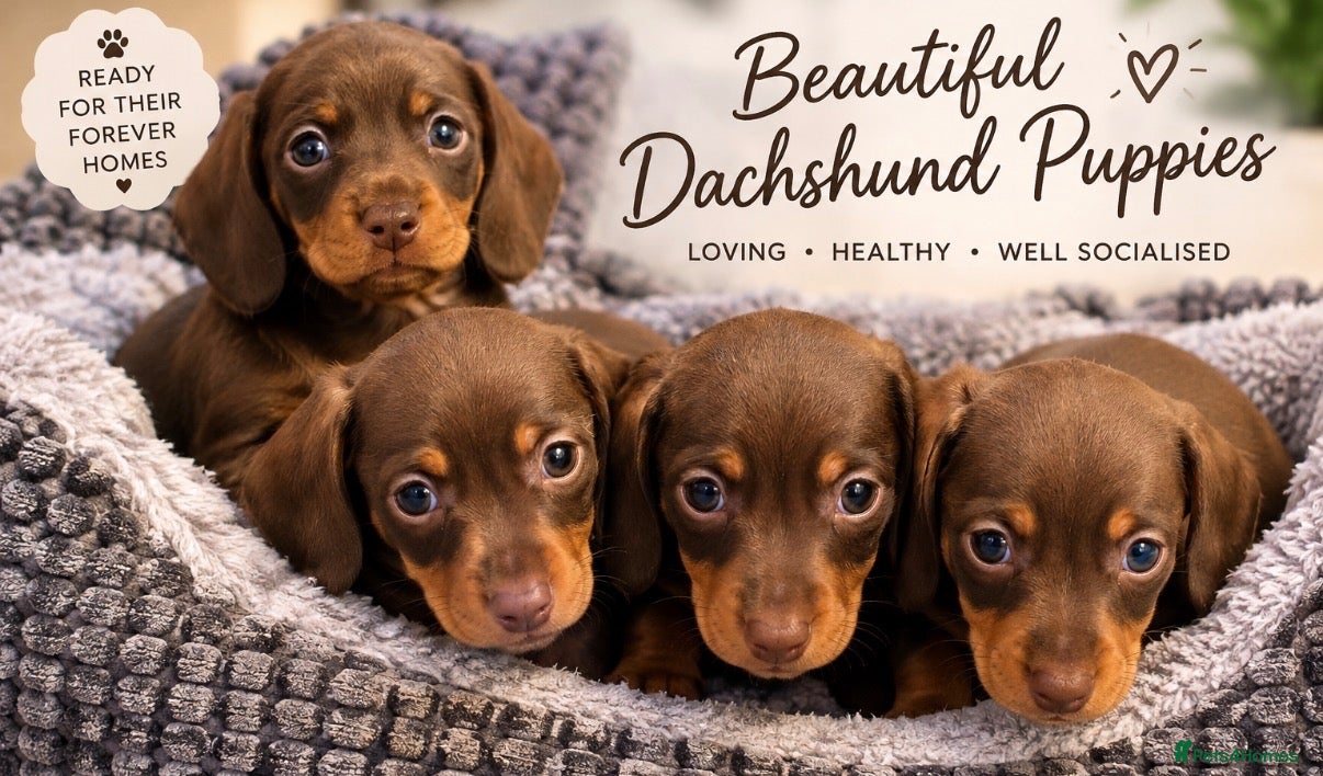 Miniature Dachshund dogs Chocolate and tan miniature dachshunds - Advert 1