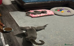 British Shorthair cats for sale: British Shorthair  - Image 5