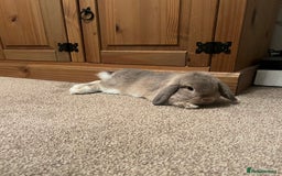 Mini Lop rabbits for sale: 2 mini lops - Image 3