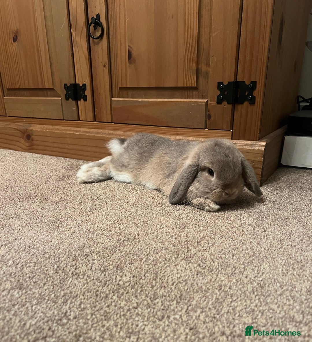 Mini Lop rabbits for sale: 2 mini lops - Image 3