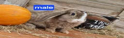 Mixed Breed rabbits for sale: Stunning bunnies 🐰  - Advert 1