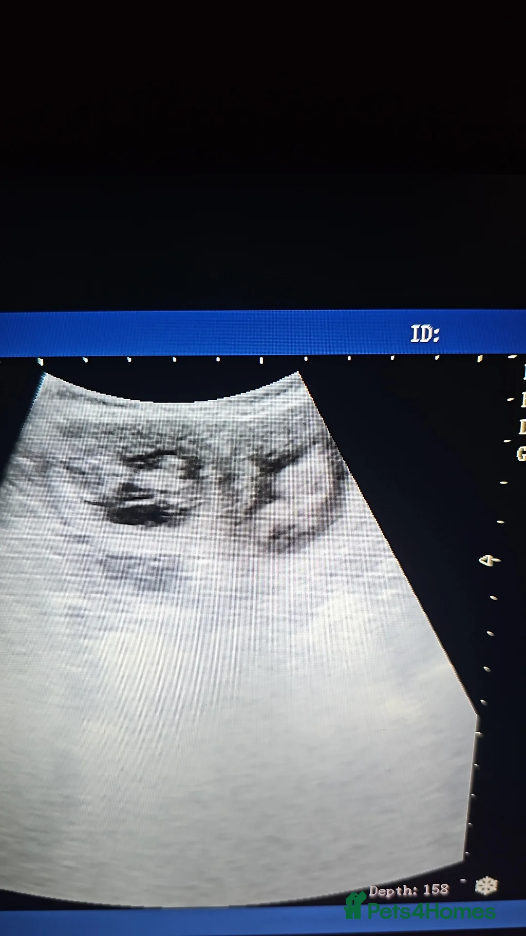 Pomeranian dogs for stud: White russian line kc reg pom  in Bedford - Advert 9