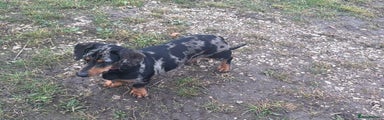 Dachshund Puppy 1