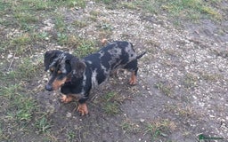 Dachshund dogs for sale: Miniature dachshund  - Image 7