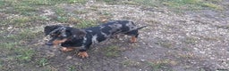 Dachshund dogs for sale: Miniature dachshund  - Advert 12