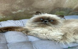 Persian cats for sale: Stunning blue Persians kittens ready to go  - Image 11