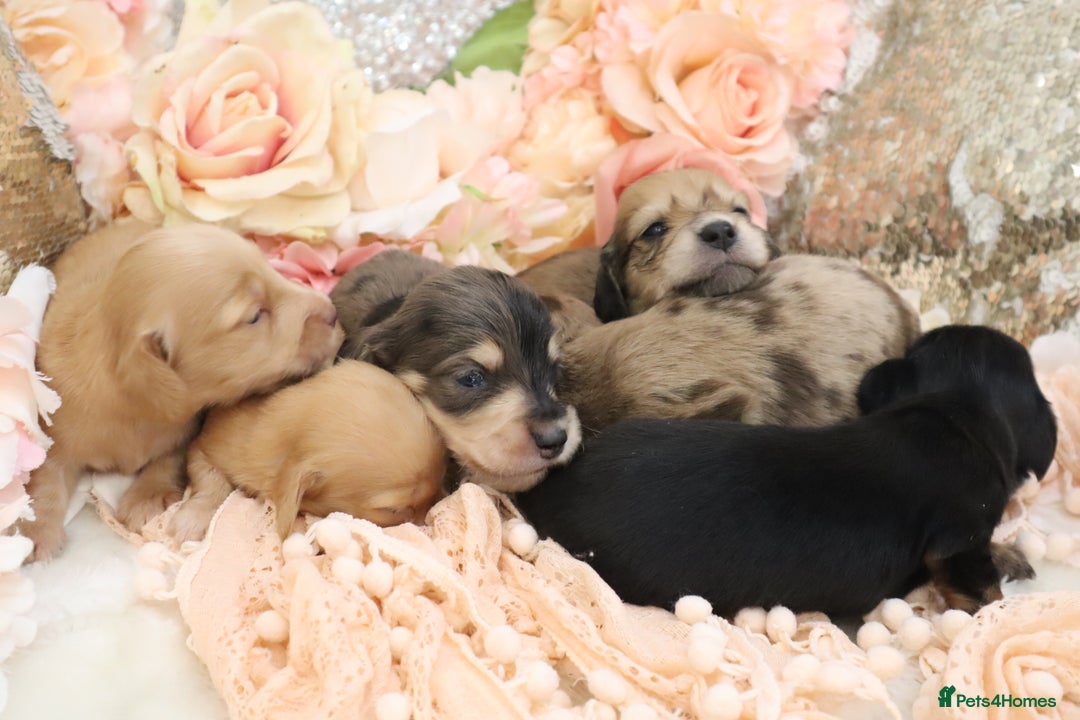 Miniature Dachshund dogs for sale: KC Longhair Miniature Dachshund Puppies - Image 4