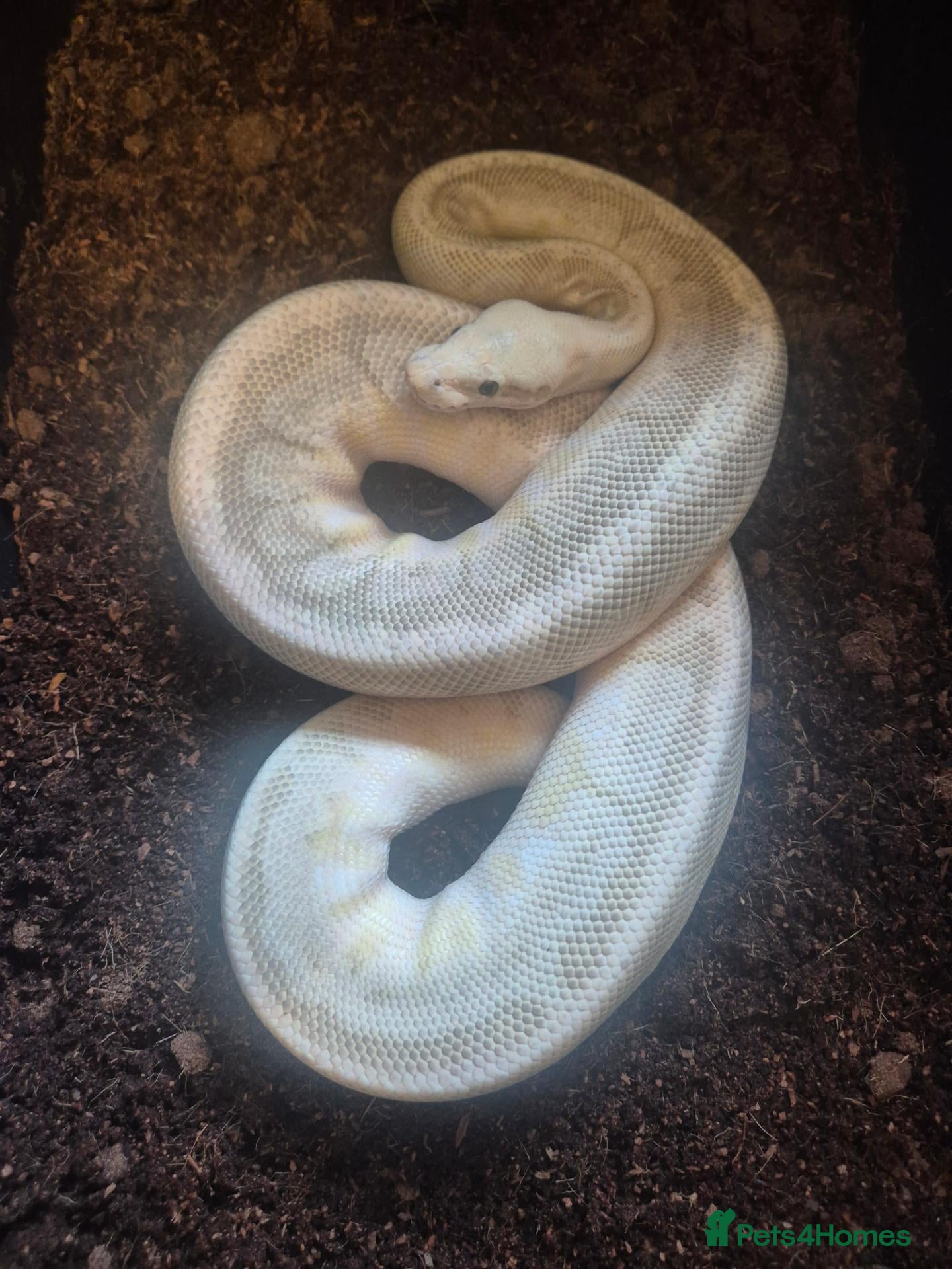 Python Snake reptiles  adult female ball pythons for sale £ 50 each - Advert 2