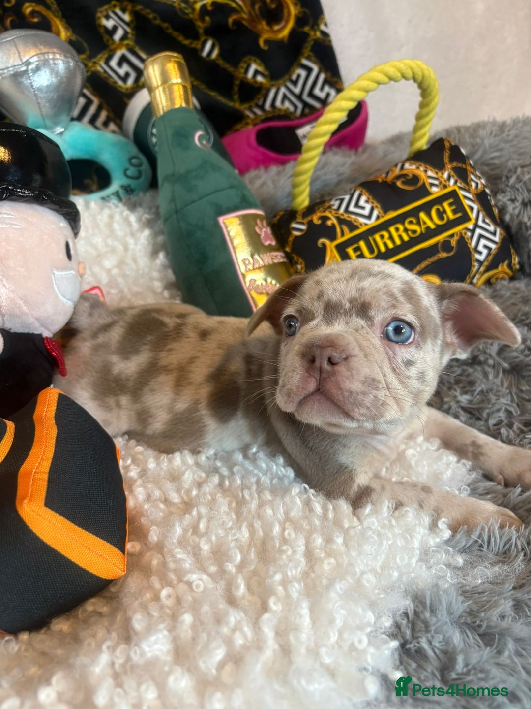 French Bulldog dogs for sale: Stunning Newshade French Bulldog Puppies - Image 21