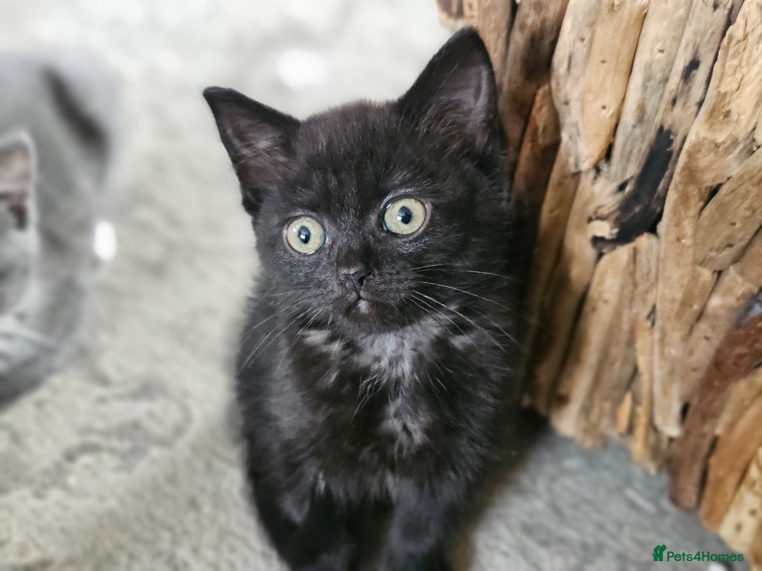 Mixed Breed cats for sale: 4 kittens looking for forever homes - Image 5