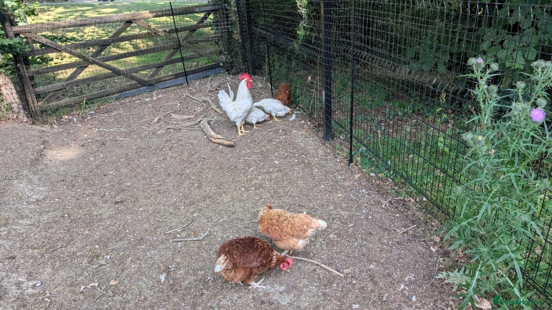 Mixed Breed poultry Eglu and poultry  - Advert 2