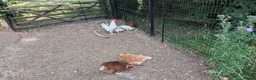 Mixed Breed poultry for sale: Eglu and poultry  - Advert 1