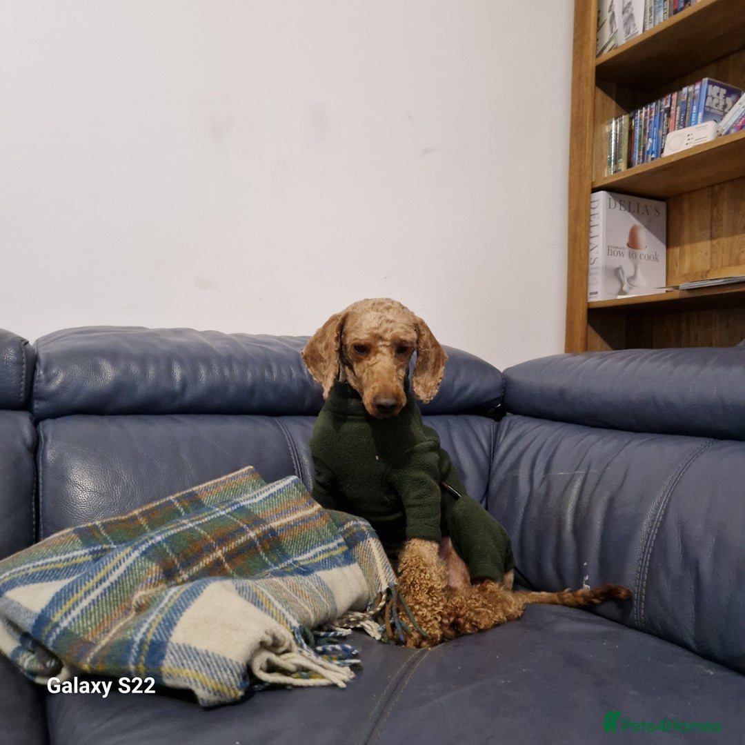 Cockapoo dogs for sale: Cockapoo - Advert 19