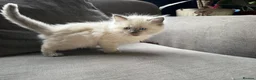 Ragdoll cats for sale: 5 ragdoll kittens - Advert 9