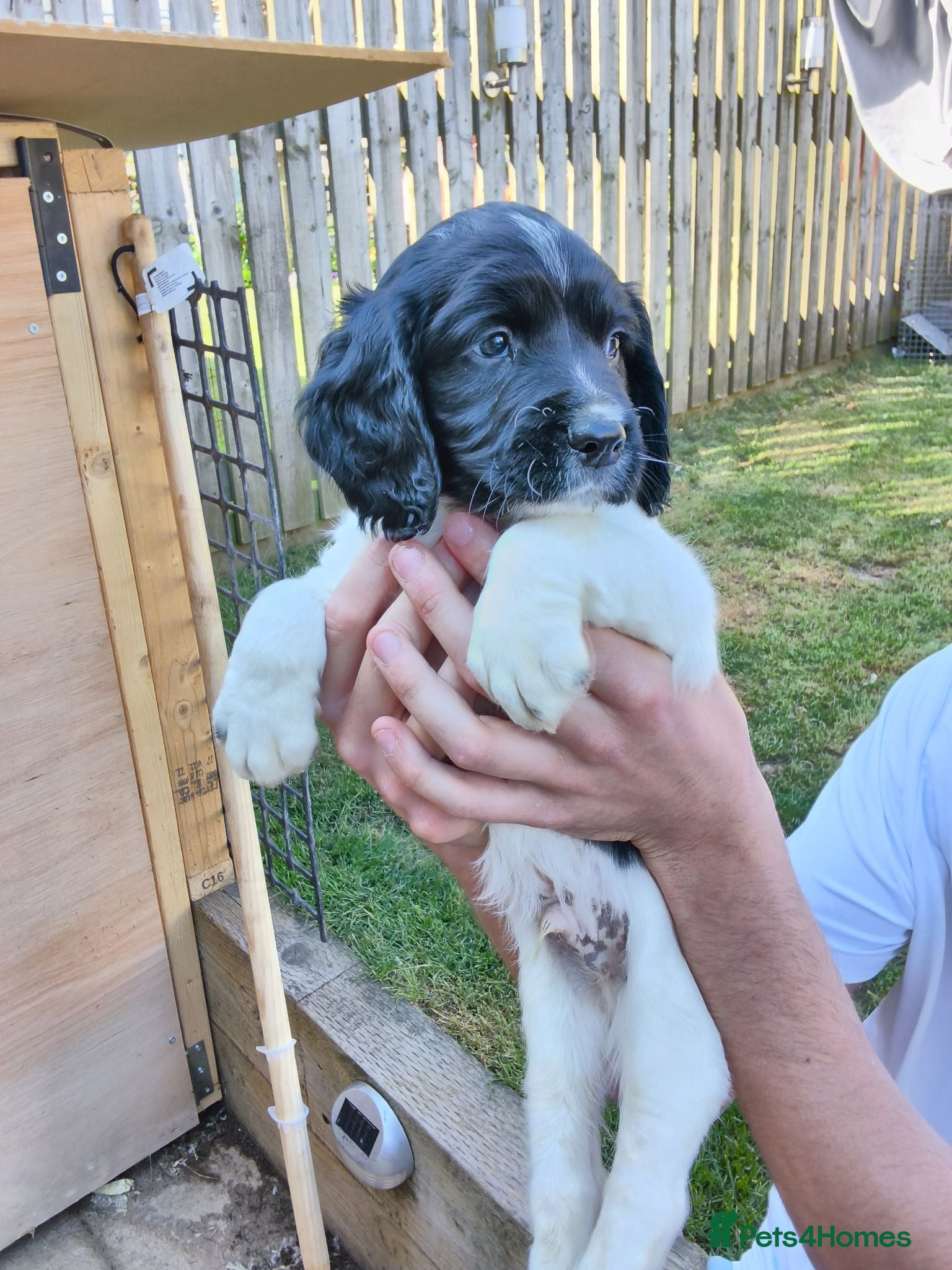 English Springer Spaniel dogs KC working springer spaniels - Advert 1