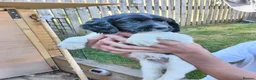 English Springer Spaniel dogs for sale: KC working springer spaniels - Advert 5