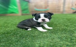 Boston Terrier dogs for sale: WILDAX Boston Terrier pups (2 girls left!) - Image 12
