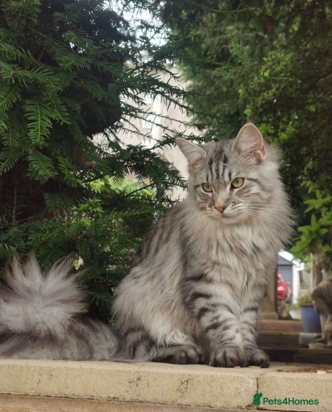 Maine Coon cats for sale: Beautiful Maine Coon Kittens  - Advert 18