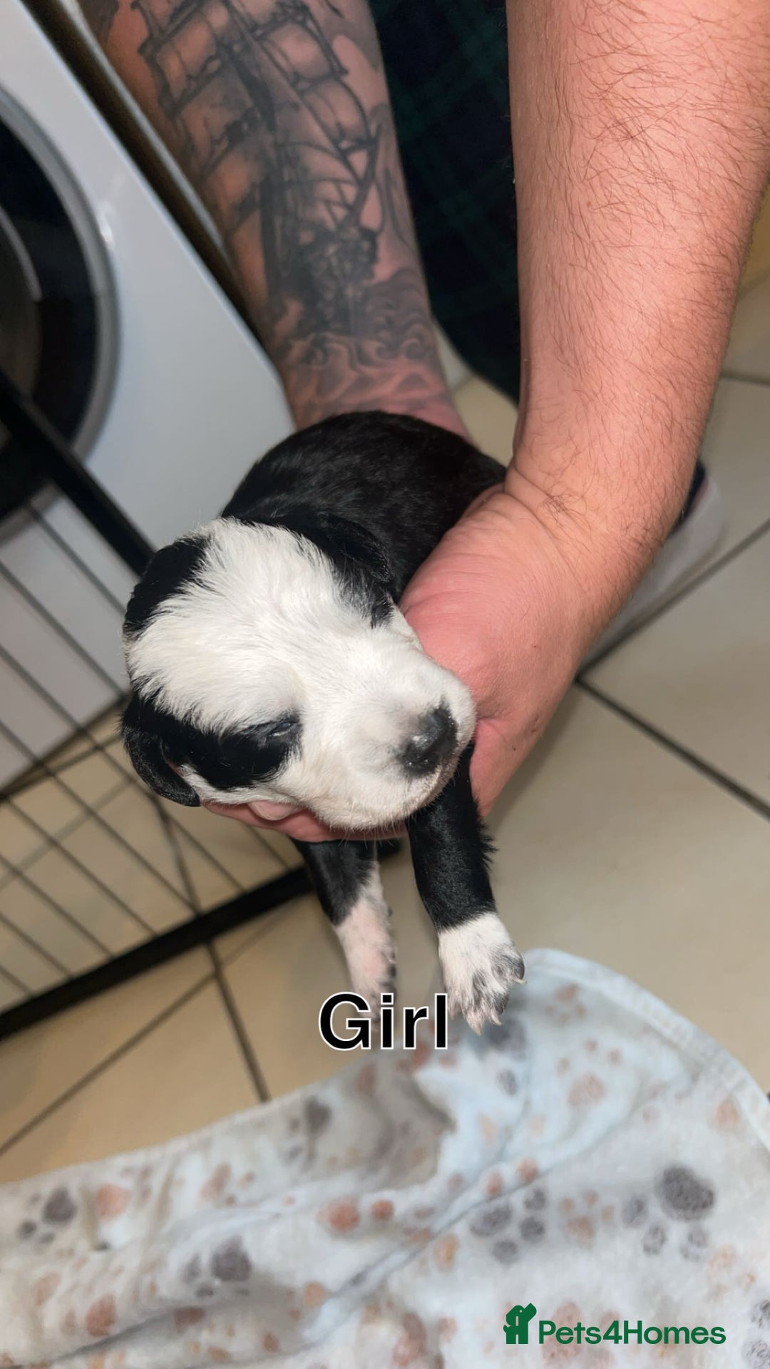 Mixed Breed dogs for sale: 5 beautiful mixed puppies  - Image 8