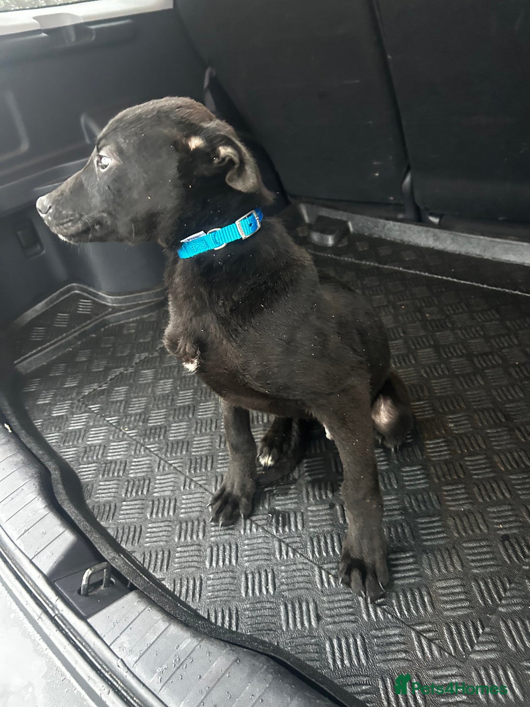 Lurcher dogs for sale: LURCHER PUP - Advert 3