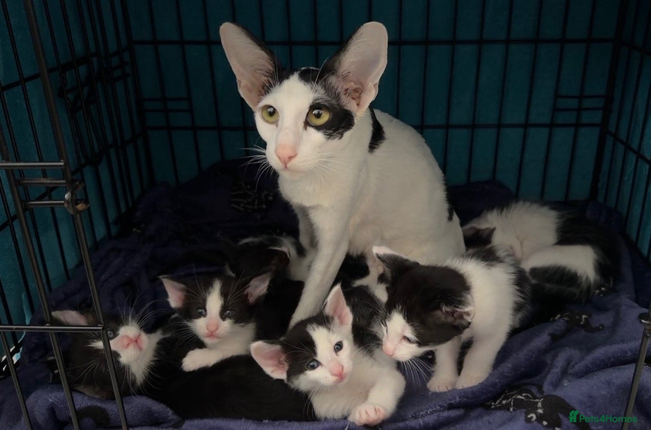 Mixed Breed cats Peterbald x Kittens - Advert 1