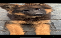 German Shepherd dogs for sale: German shepherd puppies for sale  - Image 5