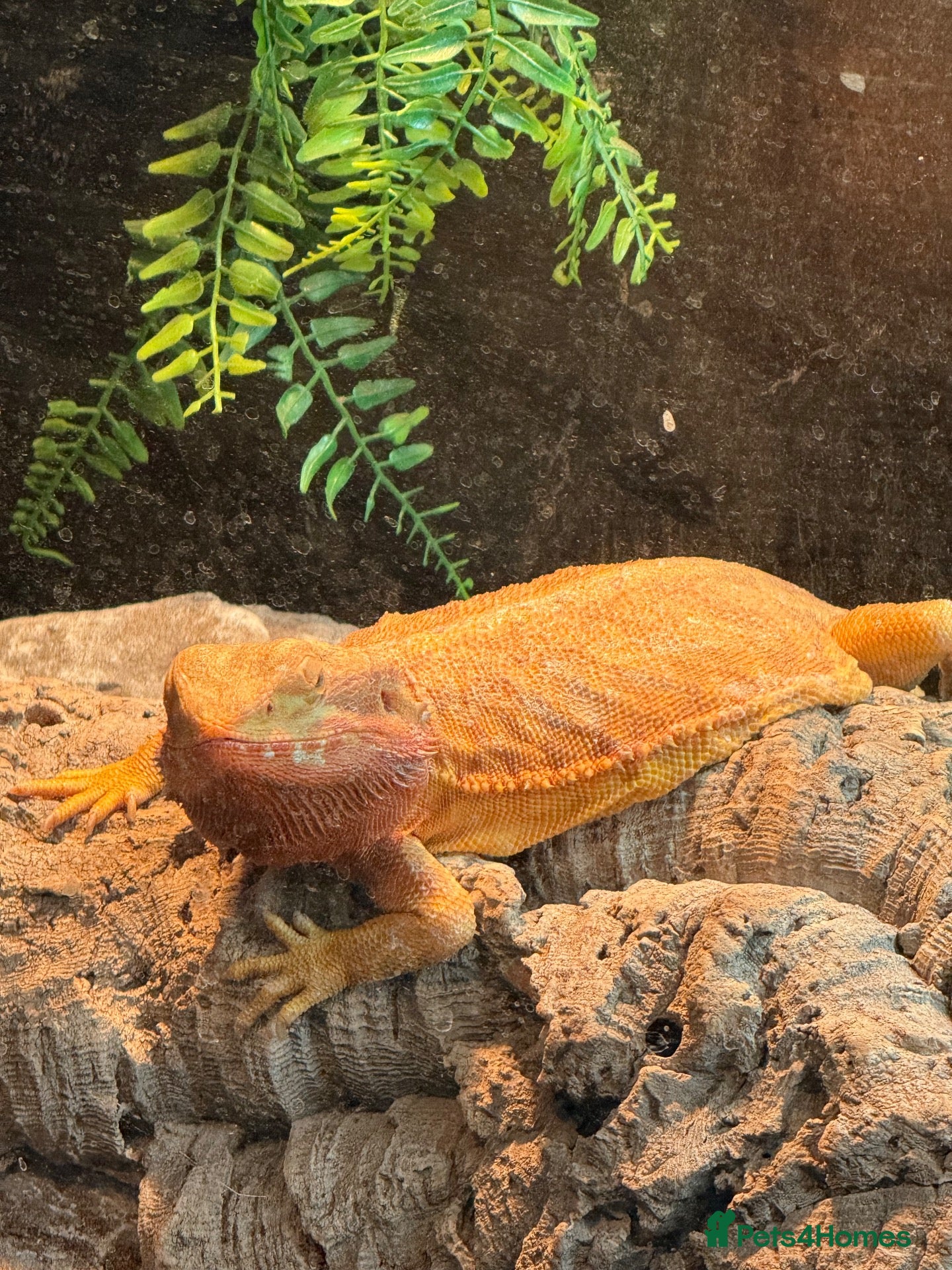 Bearded Dragon reptiles Female bearded dragon and full set up - Advert 4
