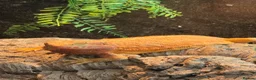 Bearded Dragon reptiles for sale: Female bearded dragon and full set up - Advert 1