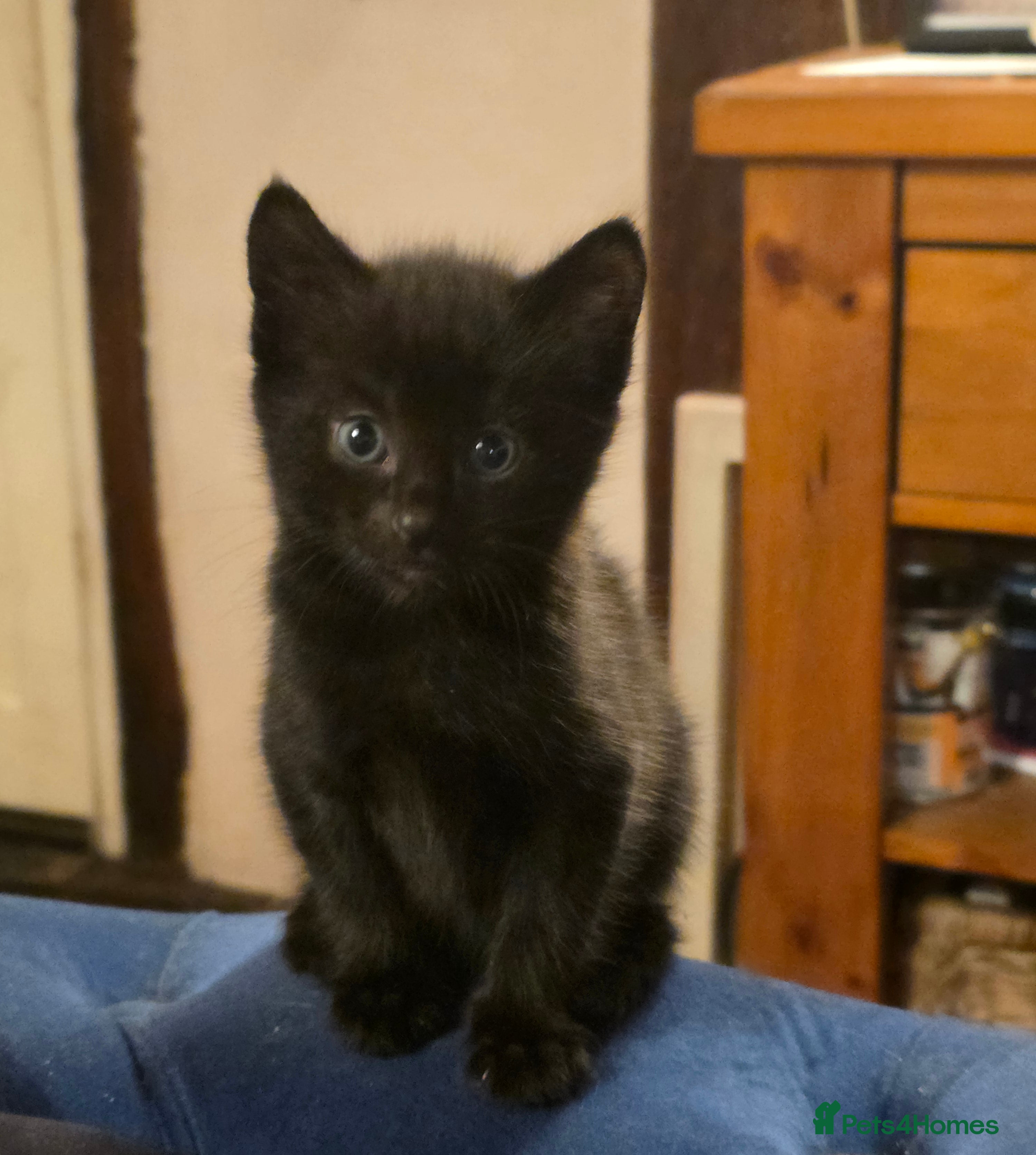 Mixed Breed cats Bengal-X Kittens  - Advert 11