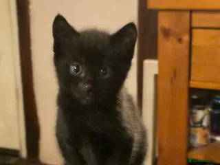 Mixed Breed cats Bengal-X Kittens - Advert 11