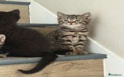 Mixed Breed cats for sale: British shorthair cross kittens  - Image 9
