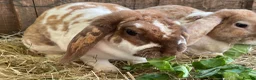 Mini Lop rabbits for sale: Beautiful Plush Lop Females - Advert 6