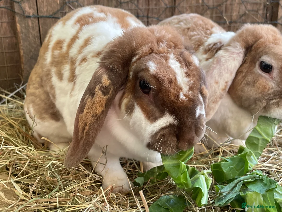 Mini Lop rabbits for sale: Beautiful Plush Lop Females - Advert 6