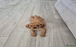 Cavalier King Charles Spaniel dogs for sale: Ruby cavalier king charles - Image 19