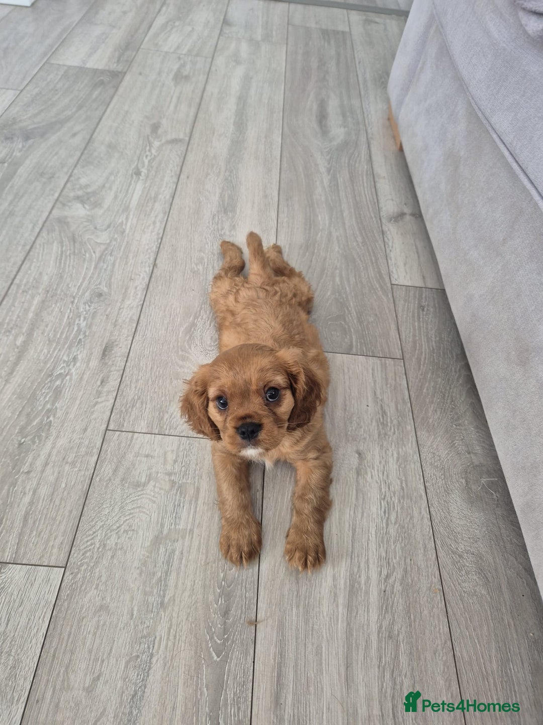 Cavalier King Charles Spaniel dogs for sale: Ruby cavalier king charles - Image 19