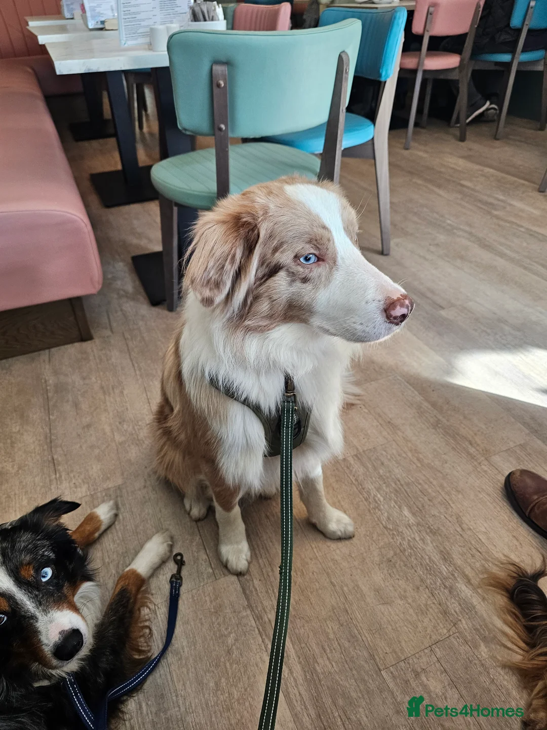 Border Collie dogs for stud: Red Merle Border Collie for STUD - Advert 2
